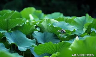 具体几月几日大暑 大暑是几月几日星期几