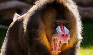 世界上最恐怖的猴子