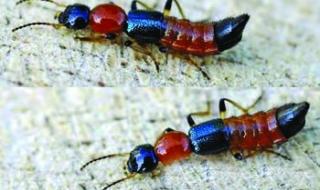 家里为什么会有隐翅虫